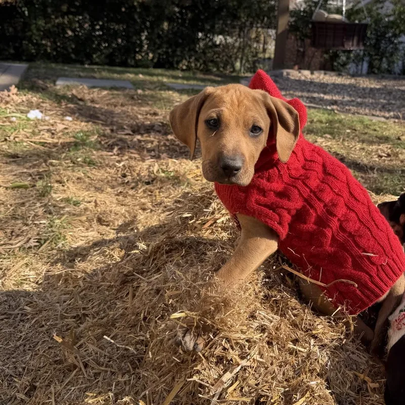 A young medium-sized male Brown / Chocolate Hound dog named Bobby for adoption in Duck River, TN