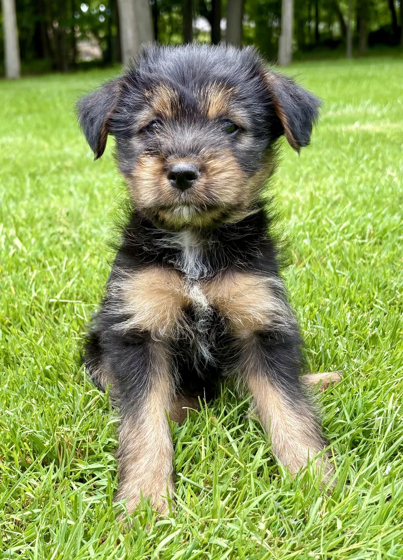 A baby small-sized female Tricolor (Brown, Black, & White) Yorkshire Terrier dog named Rosie for adoption in Chesterfield, MI