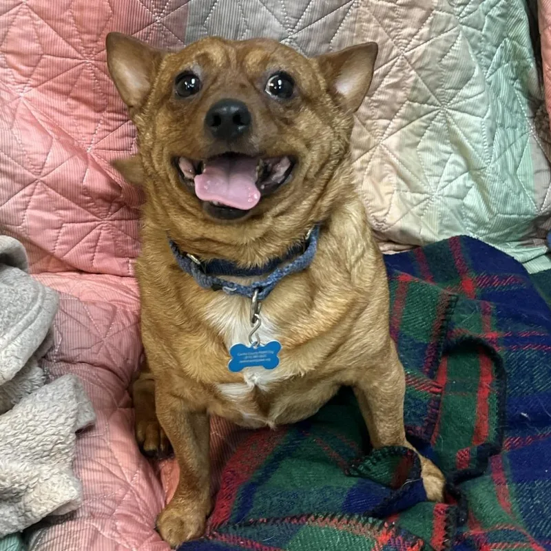 Mako