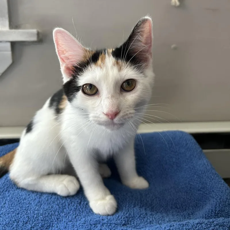 A baby medium-sized female Calico Domestic Short Hair cat named Tetra for adoption in Evanston, IL