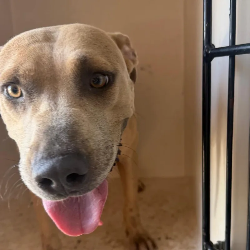 An adult medium-sized female Brown / Chocolate Pit Bull Terrier dog named Jewel for adoption in Birmingham, AL
