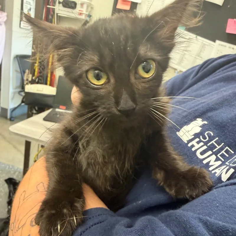 A baby small-sized female Black Domestic Medium Hair cat named Mild Sauce for adoption in Columbiana, AL