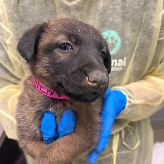 A baby small-sized female Belgian Shepherd / Malinois dog named Sandy for adoption in Las Vegas, NV