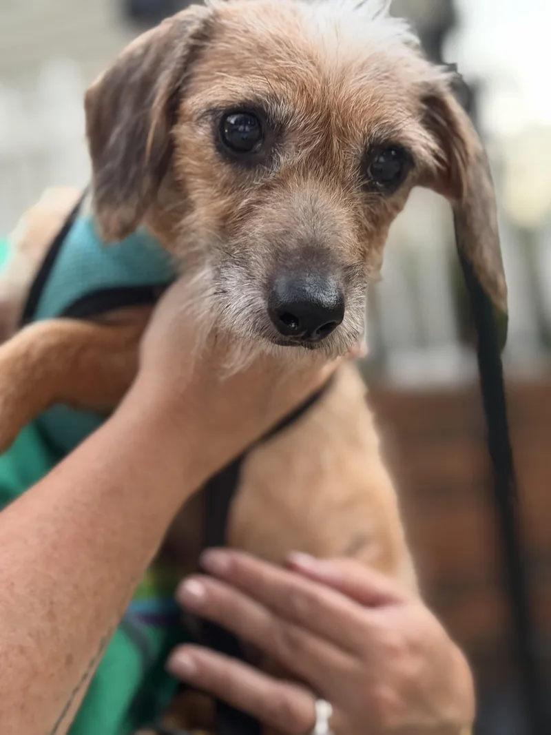 An adult small-sized male Golden Wirehaired Terrier dog named Oscar for adoption in Kings Mountain, NC