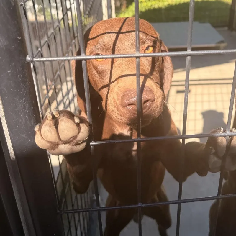 A young medium-sized male Brown / Chocolate German Shorthaired Pointer dog named Milo for adoption in Columbus, NC
