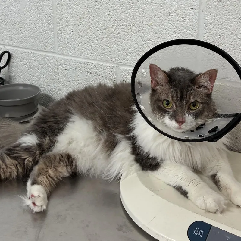 An adult medium-sized female White Domestic Short Hair cat named Gracie for adoption in Edinburg, TX