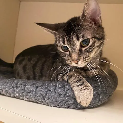 A young medium-sized female Black Domestic Short Hair cat named Penelope for adoption in Dayton, OH
