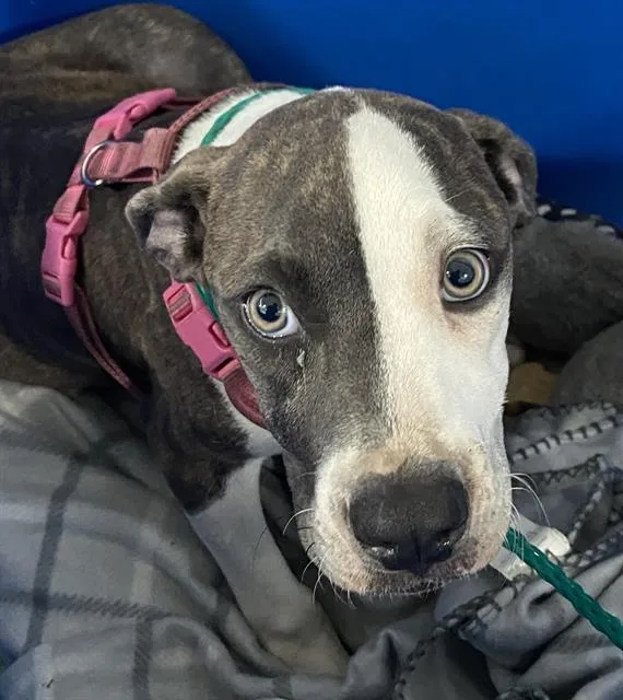 A young large-sized female Mixed Breed dog named Tilly for adoption in Dallas, TX