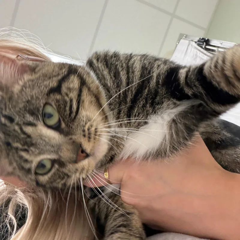 A young large-sized male Domestic Short Hair cat named Eggroll for adoption in East Smithfield , PA