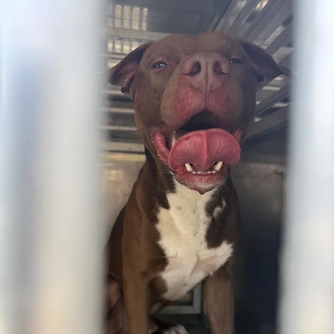 An adult medium-sized male Brown / Chocolate Mixed Breed dog named StraythStreet for adoption in Columbus, GA