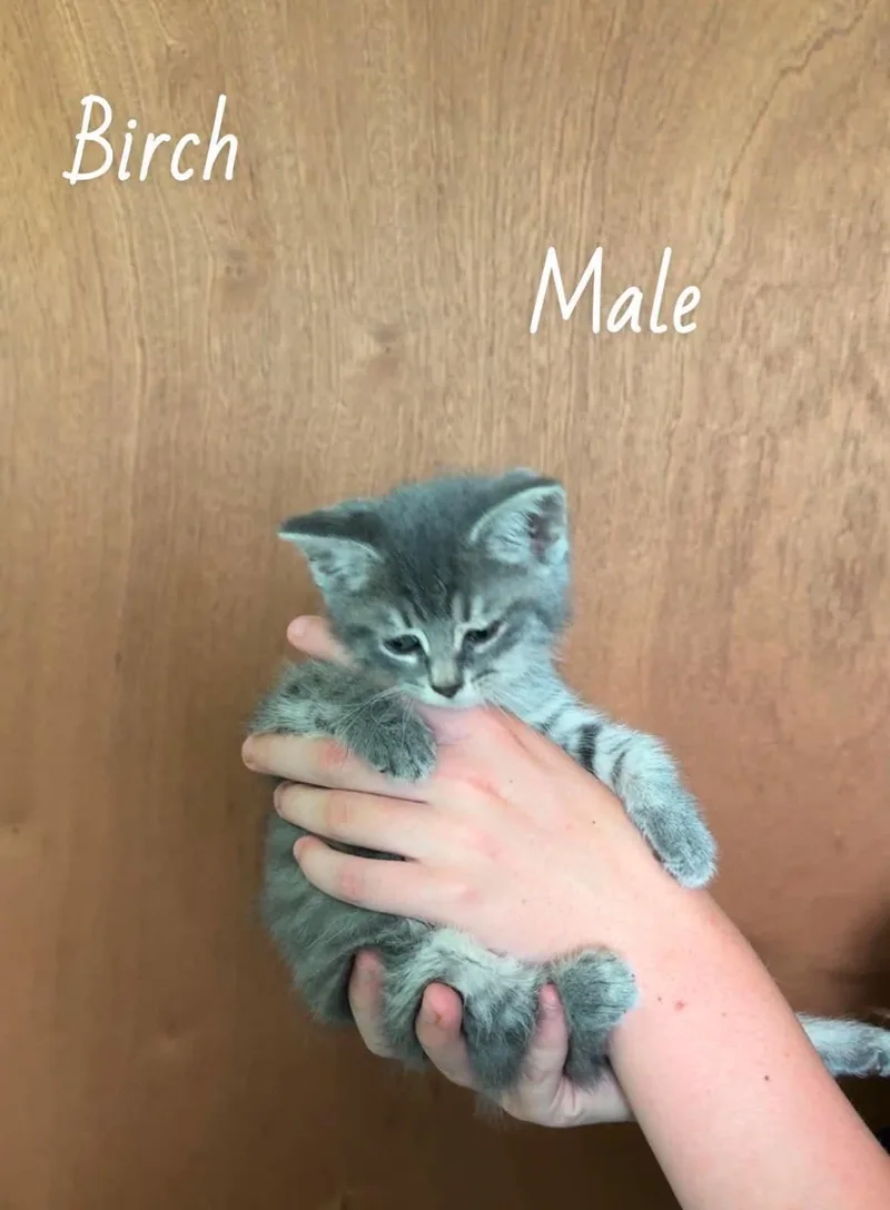 A baby medium-sized male Domestic Short Hair cat named Birch for adoption in Royal Palm Beach, FL