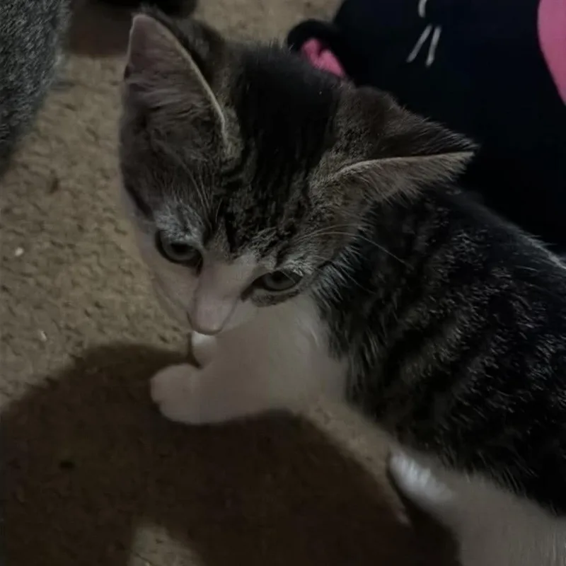 A baby small-sized female Domestic Short Hair cat named Oatmeal for adoption in Shelbyville, IN