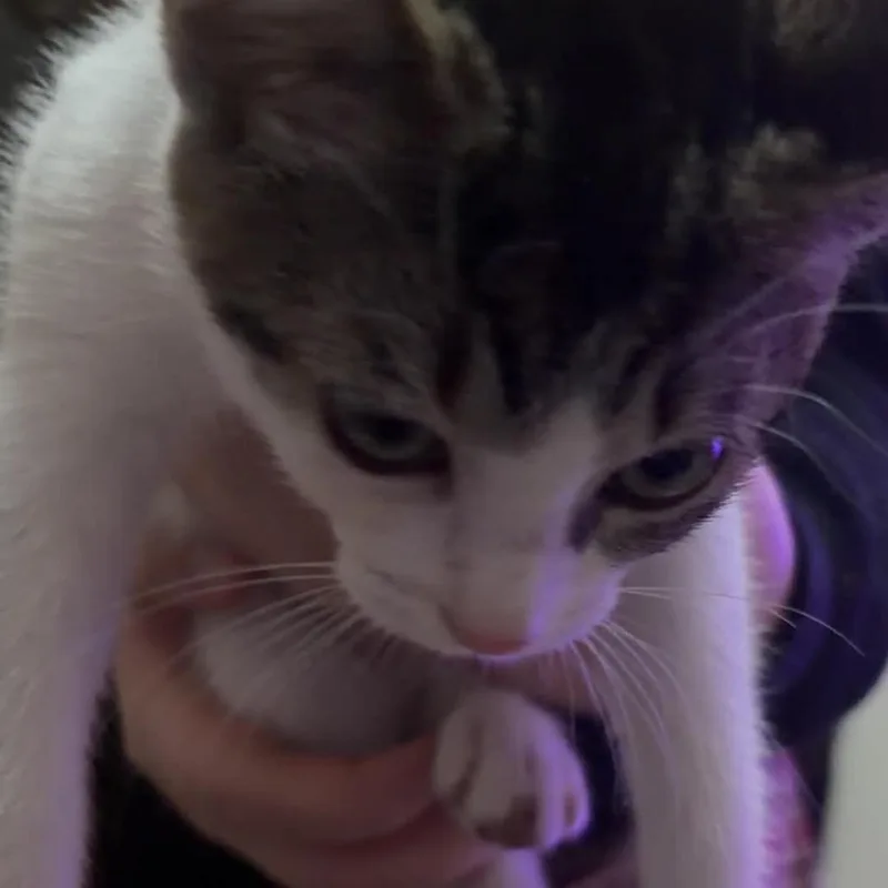 Oatmeal thumbnail 4
