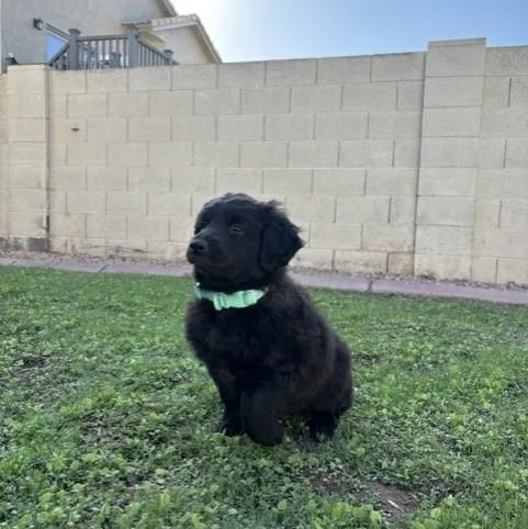 A baby medium-sized female Black Standard Poodle dog named Bluebell for adoption in Gilbert, AZ