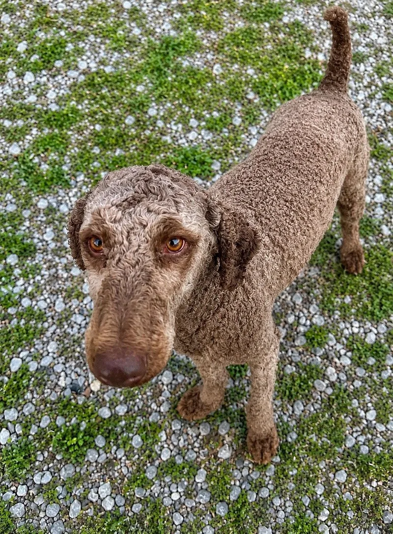 An adult medium-sized female Standard Poodle dog named Phoebe Poodle for adoption in Nashville, TN