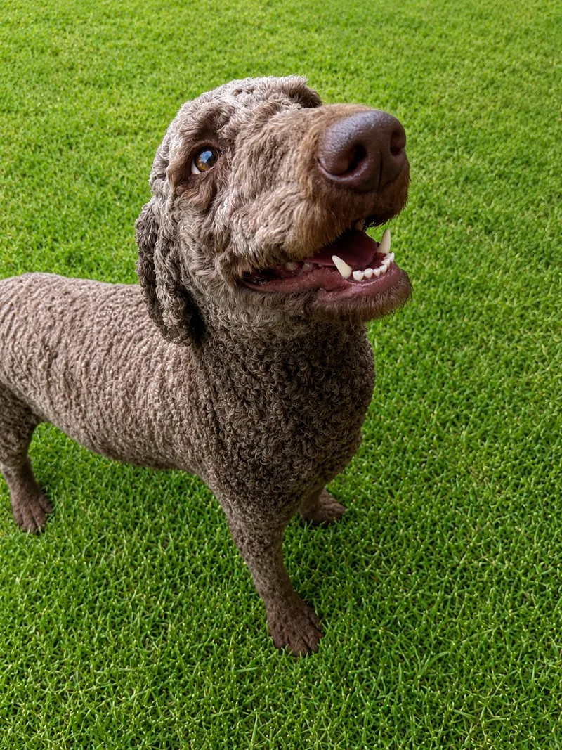 Phoebe Poodle thumbnail 2