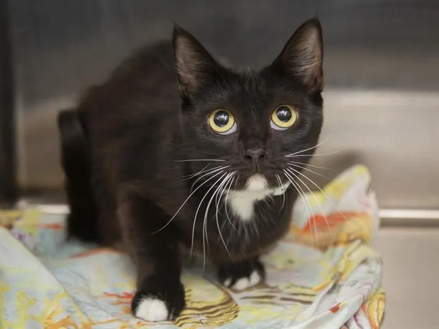 A young small-sized female Domestic Short Hair cat named Salsa for adoption in Phoenix, AZ