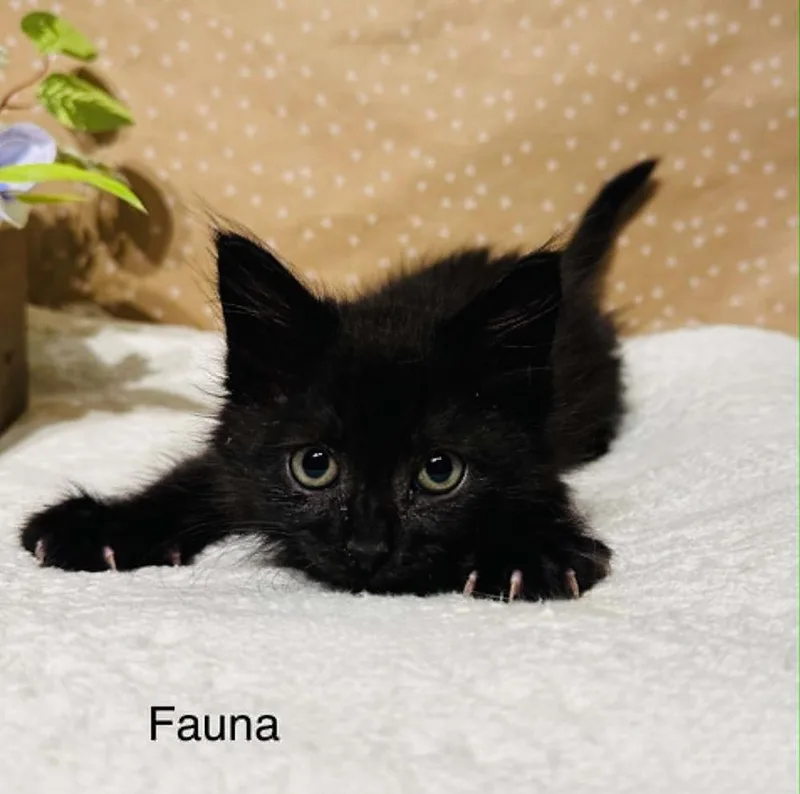 A baby small-sized female Black Domestic Long Hair cat named Fauna for adoption in Groveland, MA