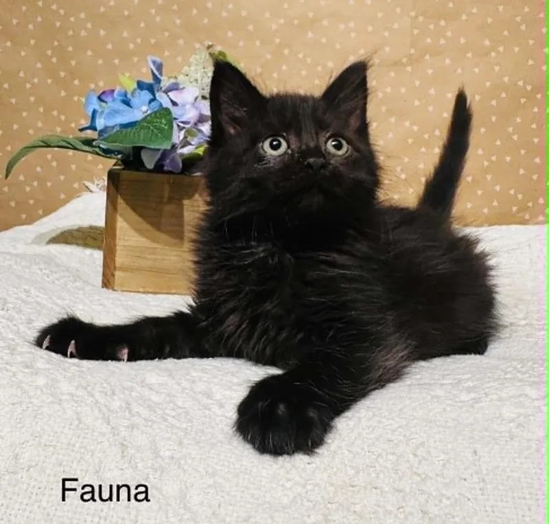 Fauna thumbnail 5