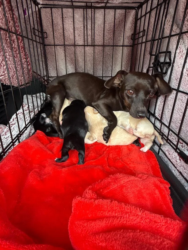 A young small-sized female Chihuahua dog named Noodle for adoption in Los Angeles, CA