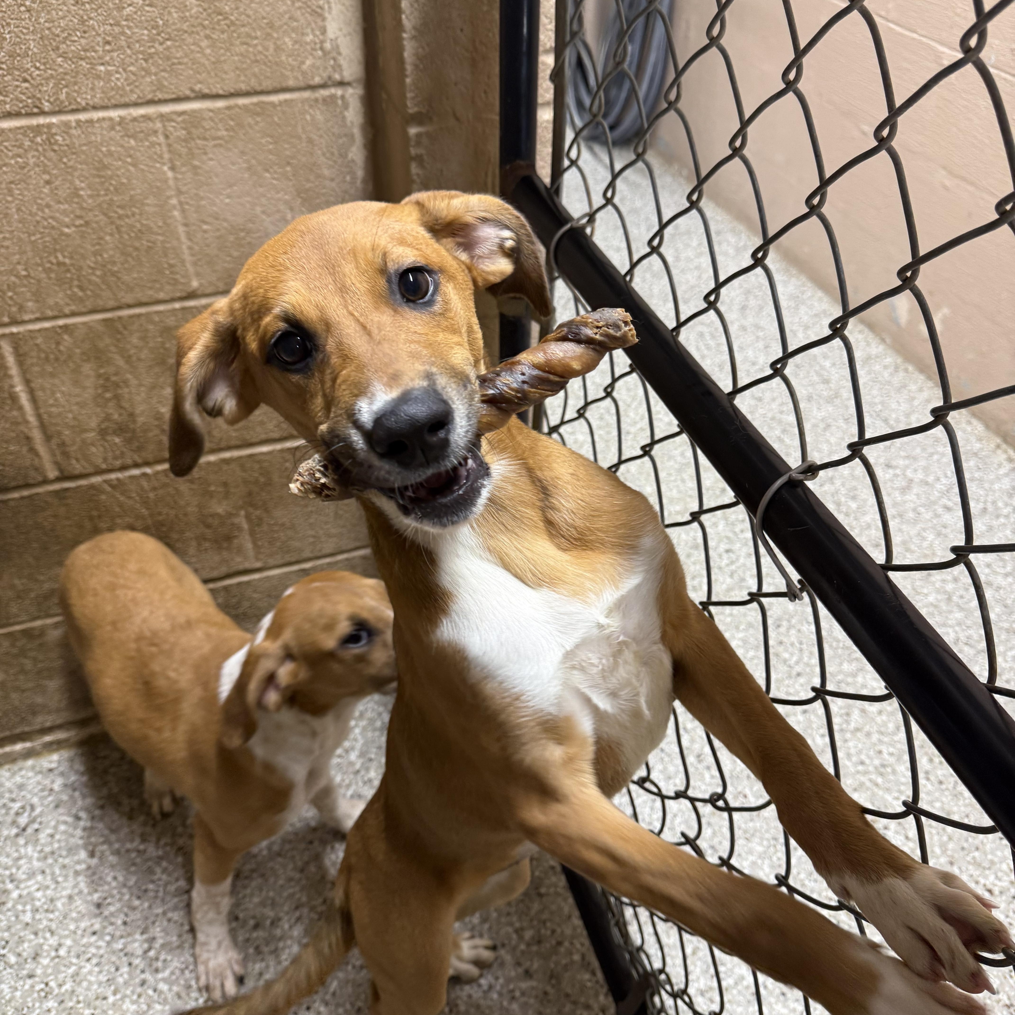 A baby small-sized female Brown / Chocolate Great Dane dog named Glenda for adoption in Hendersonville, TN