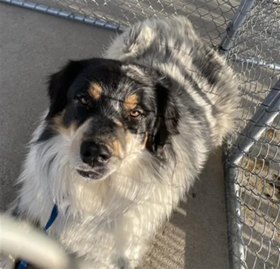 An adult extra large-sized male Australian Shepherd dog named Tubby for adoption in Bakersfield, CA