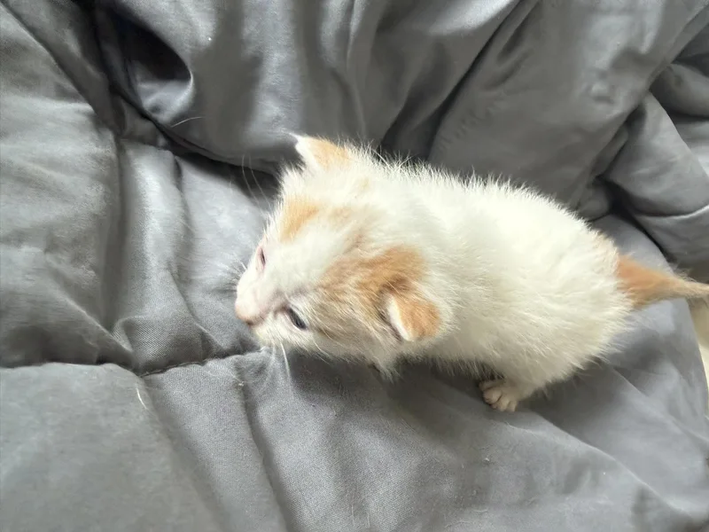 Superman thumbnail 2