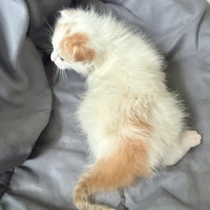 Superman thumbnail 3