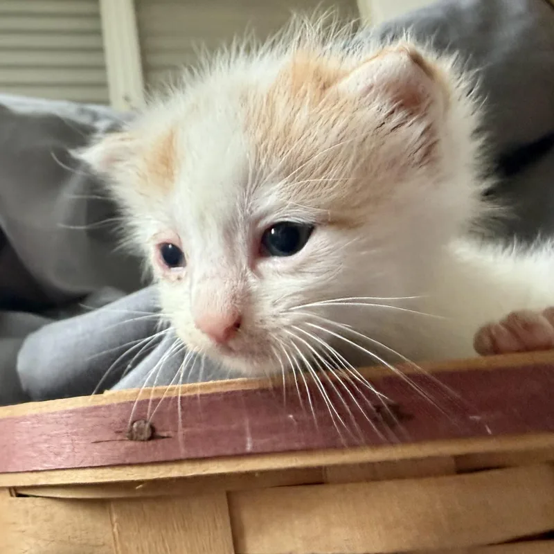 A baby medium-sized male White Domestic Short Hair cat named Superman for adoption in Lake Forest, IL