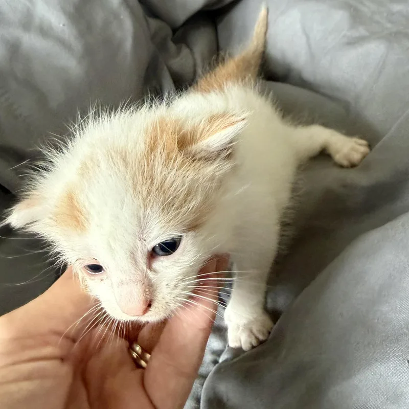 Superman thumbnail 4