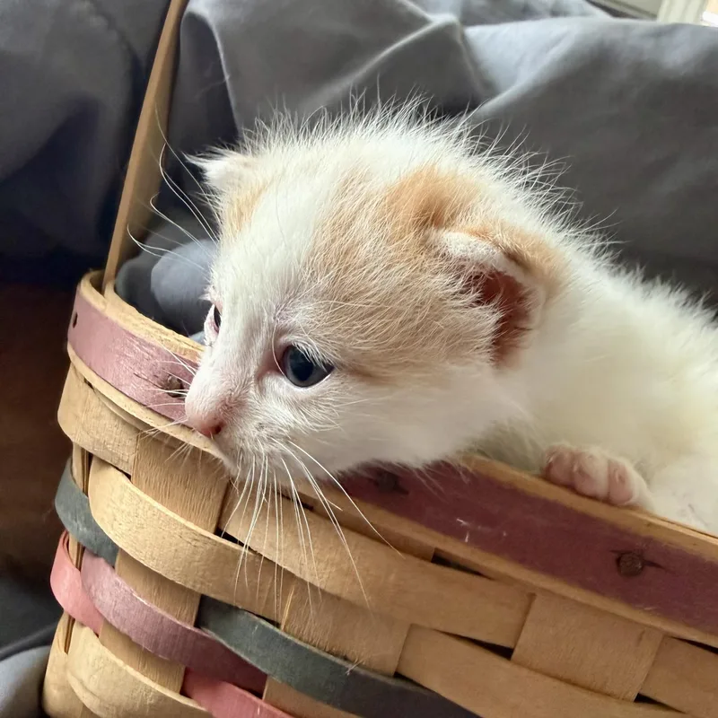 Superman thumbnail 5