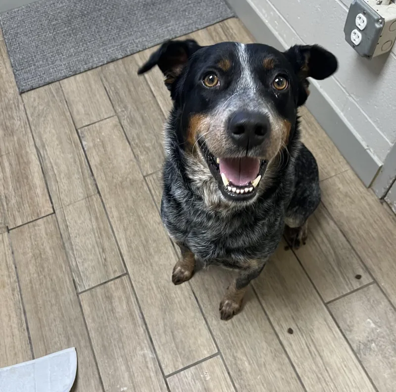 Cowboy  Vt thumbnail 2