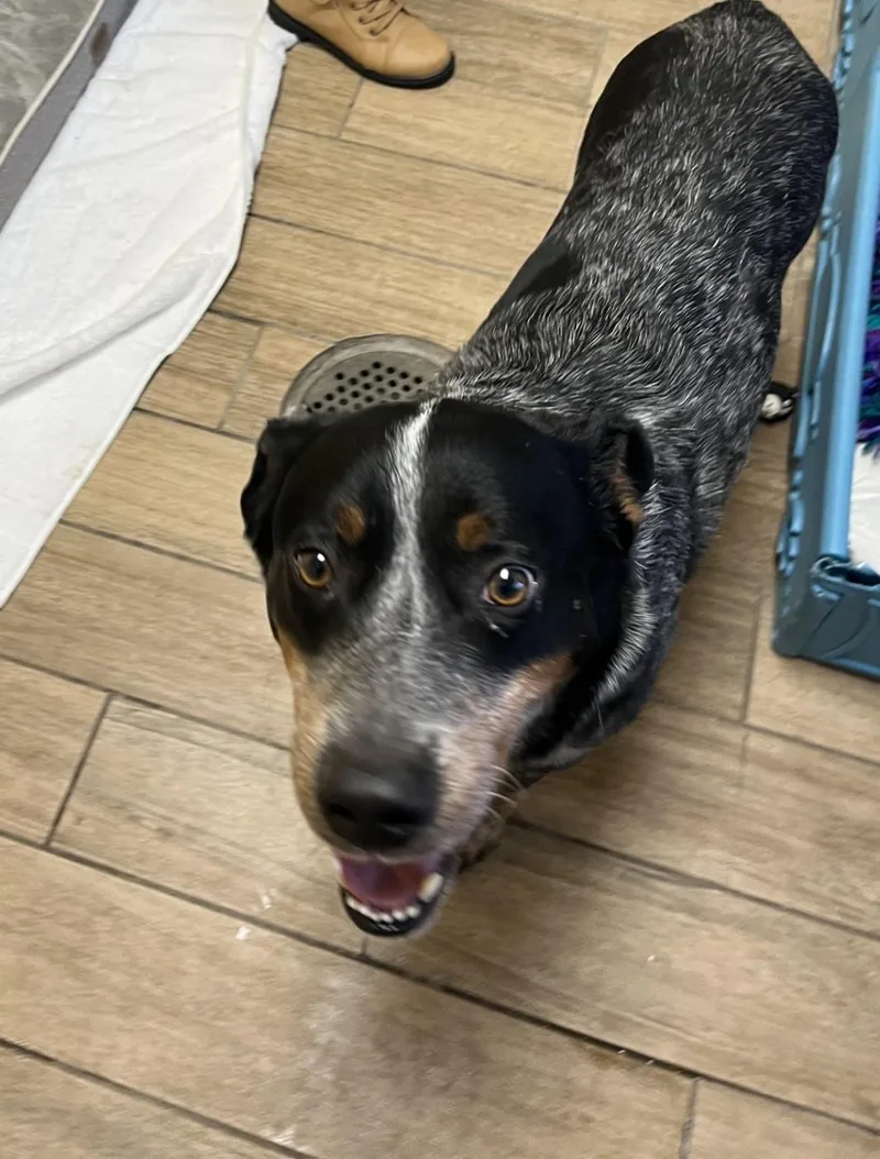 Cowboy  Vt thumbnail 3