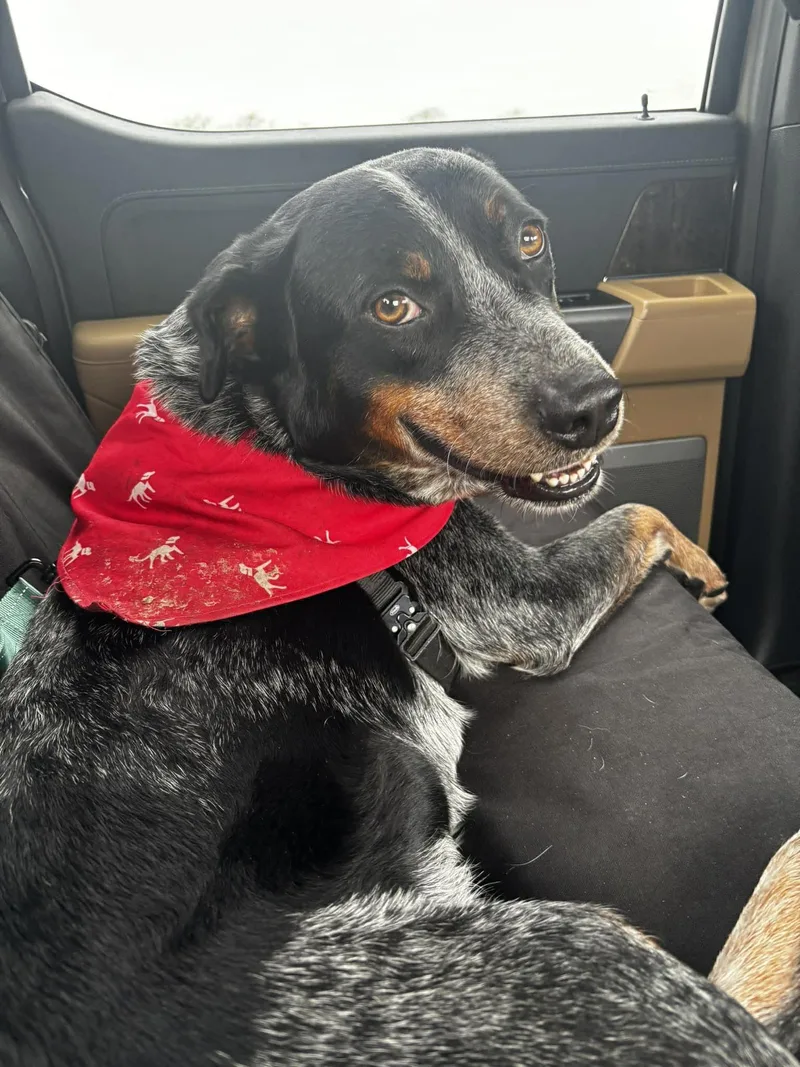 Cowboy  Vt thumbnail 5