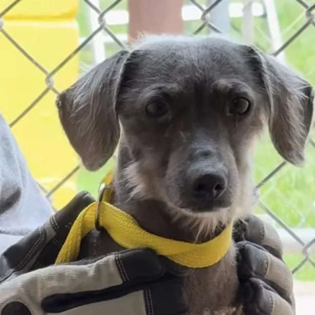 An adult small-sized male Dachshund dog named Peanut for adoption in Blue Springs, MO