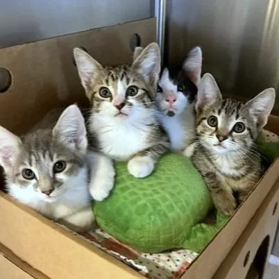 A baby small-sized female Domestic Long Hair cat named Capricorn for adoption in Novelty, OH