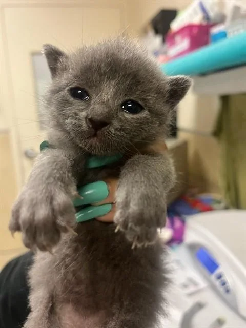 A baby small-sized male Domestic Short Hair cat named Loony for adoption in Riverside, CA