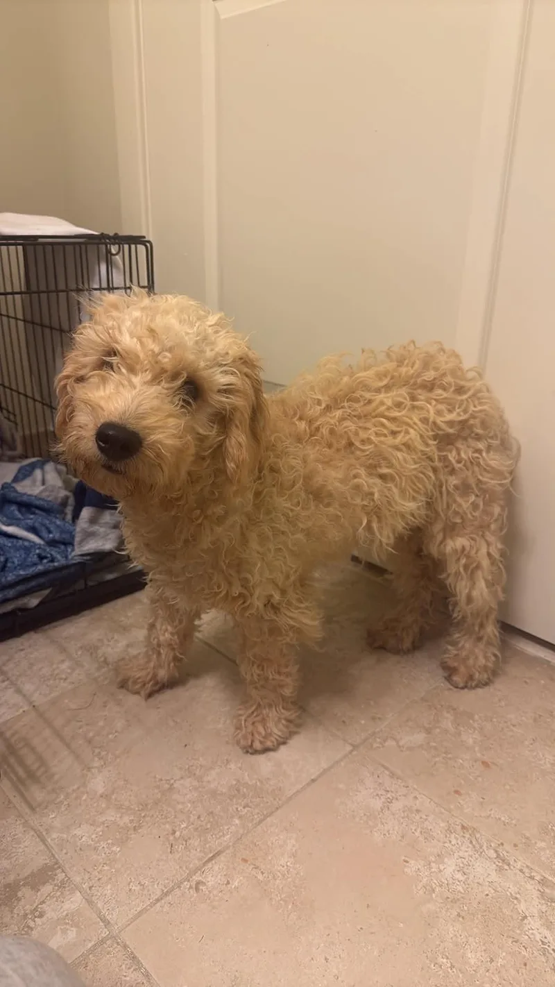 A baby small-sized male Golden Retriever dog named Paulie for adoption in Havertown, PA