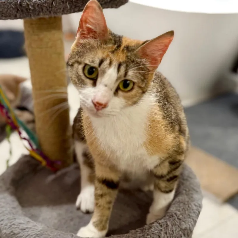 A young medium-sized female Calico Domestic Short Hair cat named Sarabi for adoption in Houston, TX