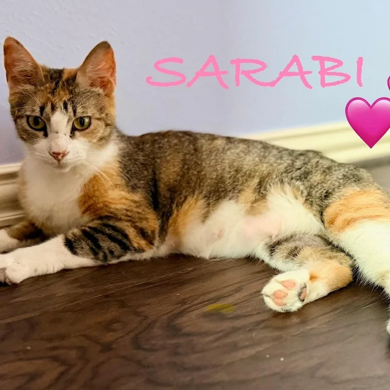 Sarabi thumbnail 5