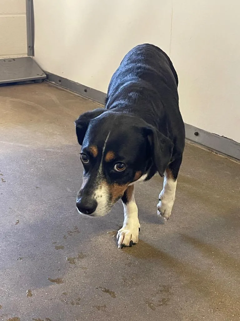 A young medium-sized female Terrier dog named Tesa for adoption in Belton, TX