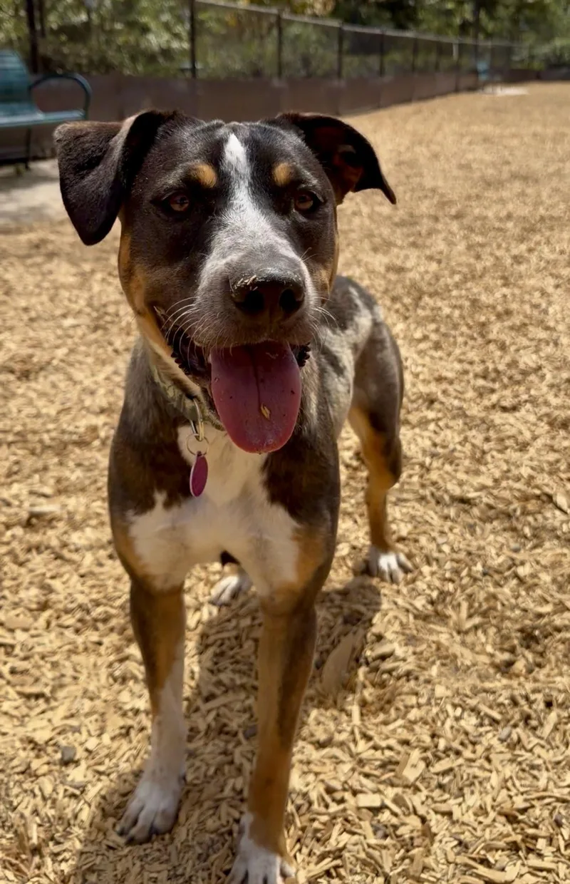 Dori  FaVoRitE PuP thumbnail 2