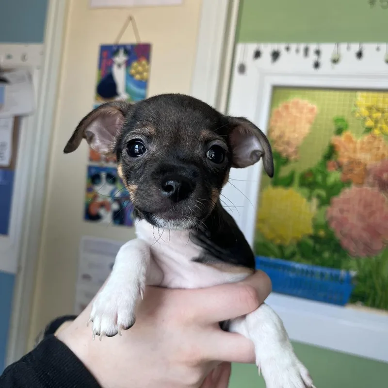 A young small-sized male Black Chihuahua dog named Wranglera for adoption in San Pablo, CA
