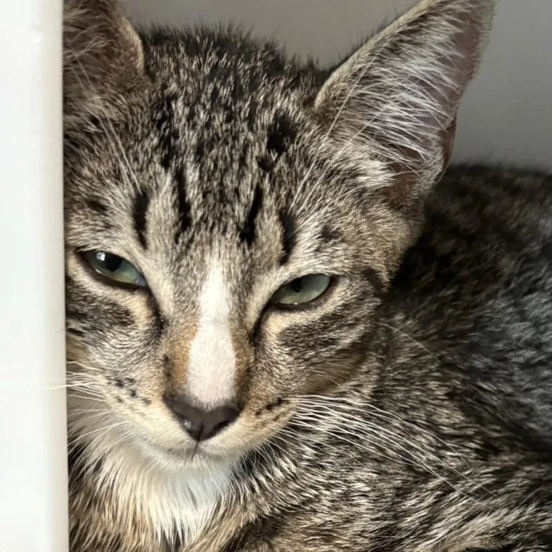 A baby small-sized male Domestic Short Hair cat named Caicos for adoption in Los Angeles, CA