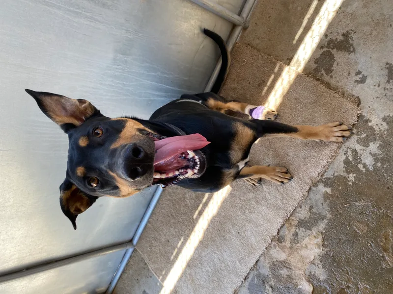 An adult large-sized male Doberman Pinscher dog named Achilles for adoption in Mojave, CA
