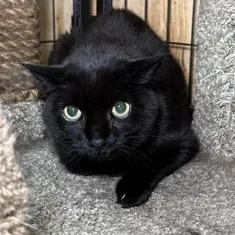 A senior medium-sized male Domestic Short Hair cat named Bear for adoption in Sharpsville, PA