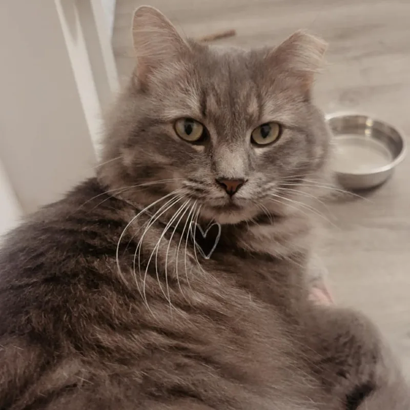 An adult large-sized female Domestic Medium Hair cat named Maisy for adoption in Woodstock, GA