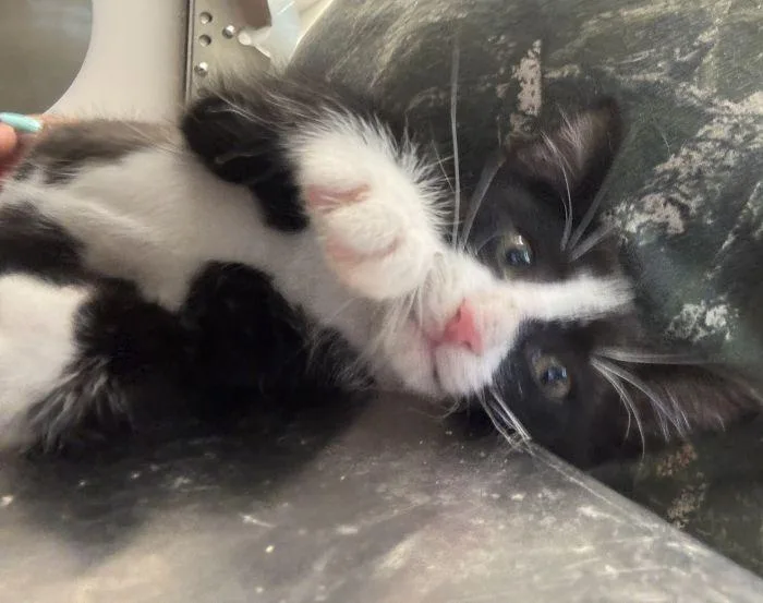 A young small-sized male Black & White / Tuxedo Domestic Short Hair cat named Ink for adoption in Hilton Head Island, SC