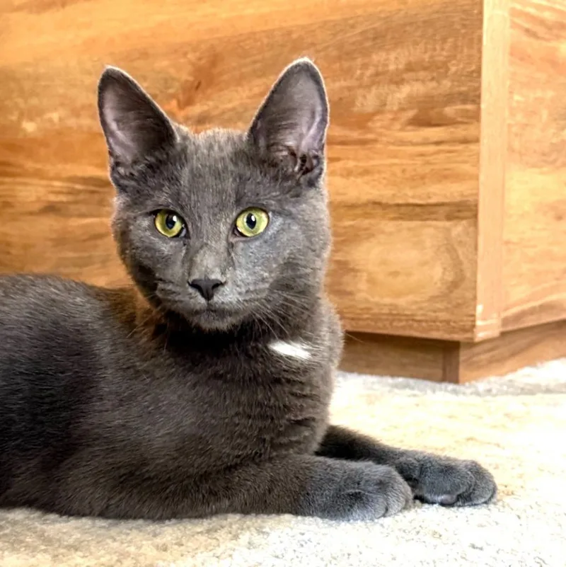 A baby medium-sized male Manx cat named Thaddeus for adoption in Youngsville, NC
