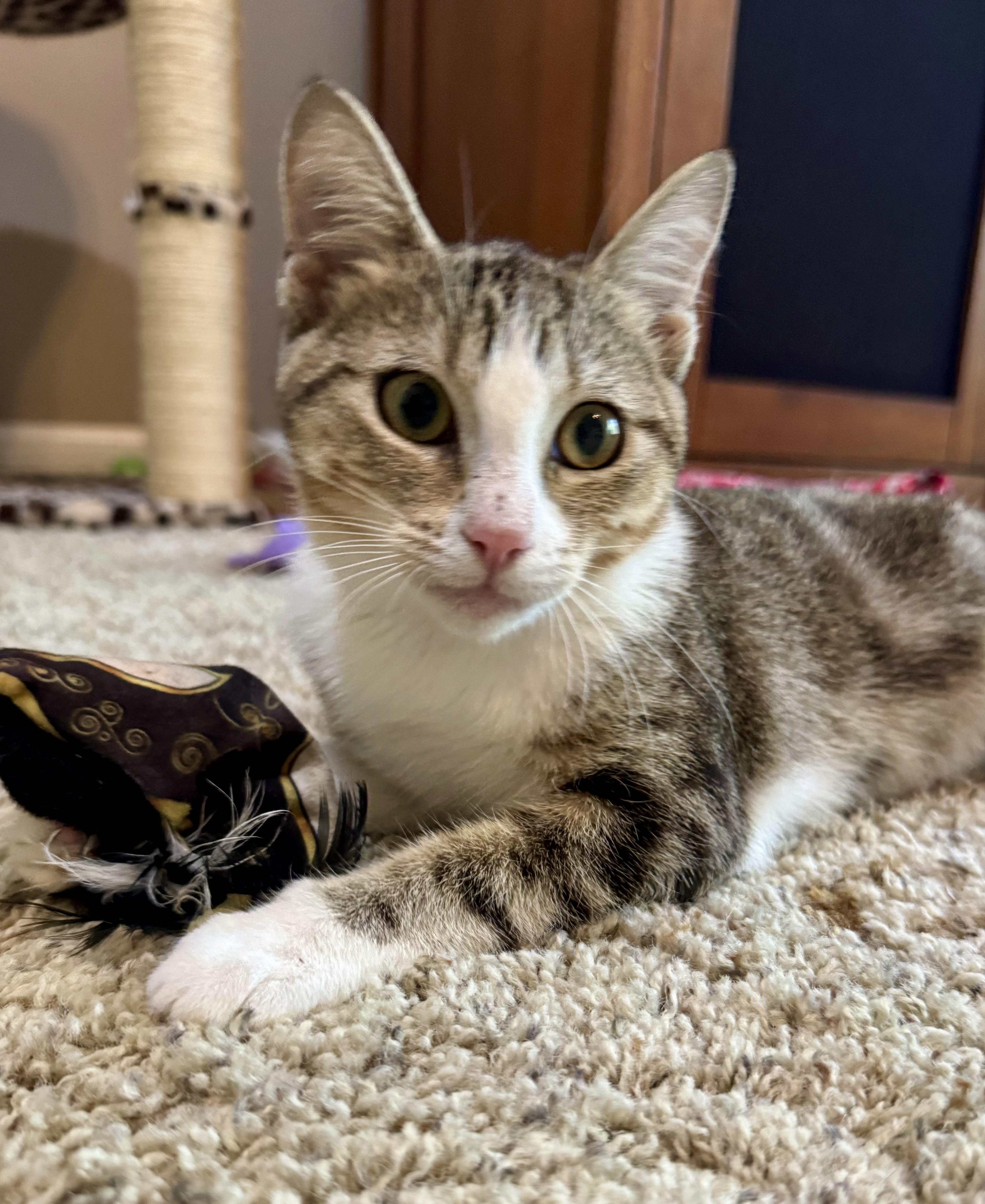A baby medium-sized female Tabby (Brown / Chocolate) Domestic Short Hair cat named Angela for adoption in Jacksonville, FL